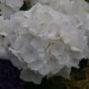Hortensia - Hydrangea Macrophylla Schneeball 1 Hortensia - Hydrangea Macrophylla Schneeball -Naturelle Boutique Hydrangea macrophylla Schneeball 82749 1