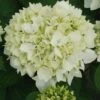 Hortensia - Hydrangea Macrophylla Sœur Thérèse -Naturelle Boutique Hydrangea macrophylla Soeur Therese 82569 1