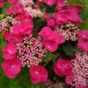 Hortensia Macrophylla Teller Red -Naturelle Boutique Hydrangea macrophylla Teller Red copyright 1000552 1