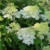Hydrangea Paniculata Bombshell - Hortensia Paniculé -Naturelle Boutique Hydrangea paniculata Bombshell 88330 1