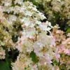 Hydrangea Paniculata Confetti - Hortensia Paniculé -Naturelle Boutique Hydrangea paniculata Confetti copyright 17707 1