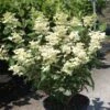 Hydrangea Paniculata Early Sensation - Hortensia Paniculé 2 Hydrangea Paniculata Early Sensation - Hortensia Paniculé -Naturelle Boutique Hydrangea paniculata Early Sensation 7424 2