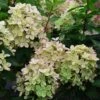 Hydrangea Paniculata Pastelgreen - Hortensia Paniculé -Naturelle Boutique Hydrangea paniculata Pastelgreen 82575 1