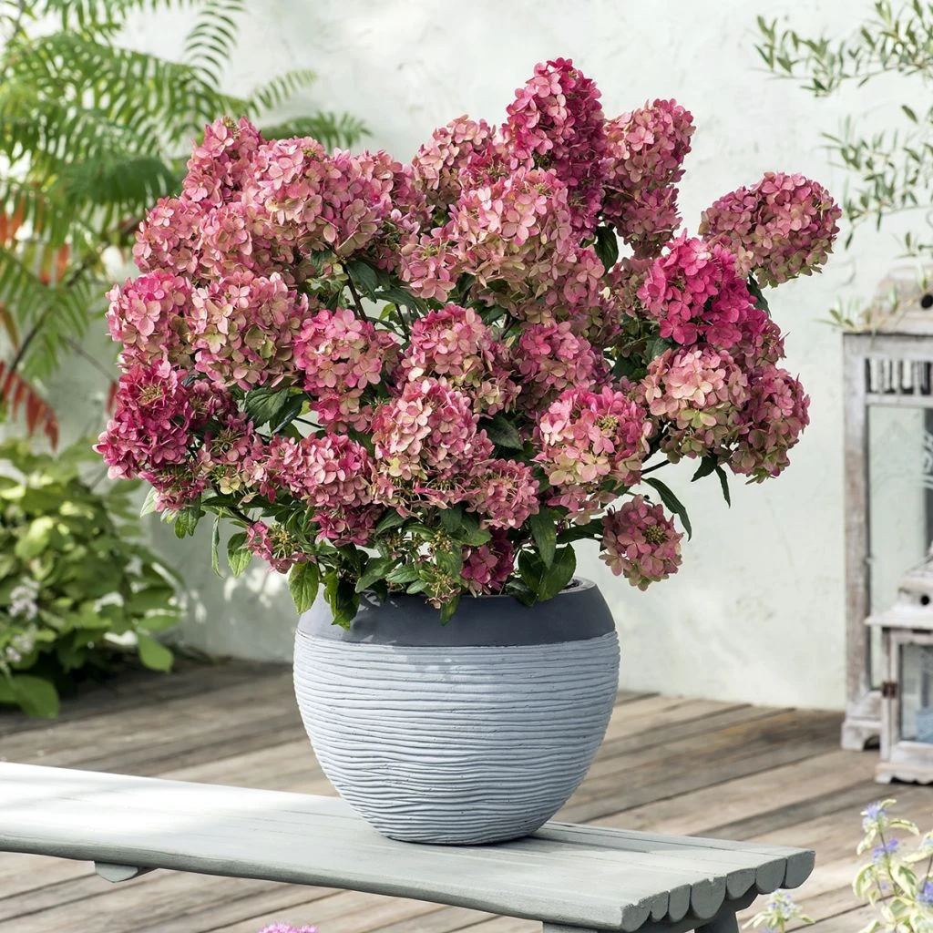 Hydrangea Paniculata Petite Star - Hortensia Paniculé 3 Hydrangea Paniculata Petite Star - Hortensia Paniculé