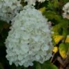 Hydrangea Paniculata Silver Dollar - Hortensia Paniculé 1 Hydrangea Paniculata Silver Dollar - Hortensia Paniculé -Naturelle Boutique Hydrangea paniculata silver Dollar 7866 1 1
