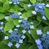 Hortensia Serrata Annie's Blue -Naturelle Boutique Hydrangea serrata Annie s Blue copyright 87391 1