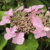 Hortensia - Hydrangea Serrata Graciosa -Naturelle Boutique Hydrangea serrata Graciosa 781675 1