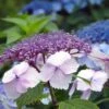 Hortensia - Hydrangea Serrata Klaveren -Naturelle Boutique Hydrangea serrata Klaveren 67848 1