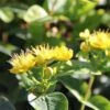 Hypericum Inodorum Magical Sunshine - Millepertuis -Naturelle Boutique Hypericum x inodorum Magical Sunshine 84103 1