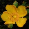 Millepertuis - Hypericum (x) Moserianum 2 Millepertuis - Hypericum (x) Moserianum -Naturelle Boutique Hypericum x moserianum 84106 1