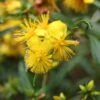 Millepertuis - Hypericum Densiflorum Buttercup 1 Millepertuis - Hypericum Densiflorum Buttercup -Naturelle Boutique Hypericum densiflorum Buttercup 84098 1
