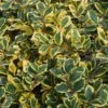 Houx Panaché - Ilex Golden King 1 Houx Panaché - Ilex Golden King -Naturelle Boutique ILEX ALTACLERENSIS GOLDEN KING 781728 1