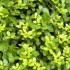 Houx Crénelé - Ilex Crenata Blondie 2 Houx Crénelé - Ilex Crenata Blondie -Naturelle Boutique Ilex crenata Blondie 781726 1