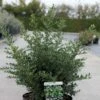 Ilex Crenata Stokes - Houx Crénelé Nain -Naturelle Boutique Ilex crenata Stokes 87481 1