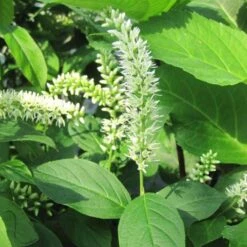 Itea Virginica - Itéa De Virginie