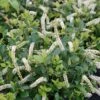 Itea Virginica Scentlandia - Itéa De Virginie -Naturelle Boutique Itea virginica Scentlandia 87093 1
