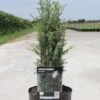 Juniperus Communis Arnold - Genévrier Commun -Naturelle Boutique Juniperus communis Arnold 84115 1