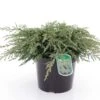 Genévrier Commun - Juniperus Communis Repanda -Naturelle Boutique Juniperus communis Repanda 84116 1
