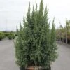 Genévrier écailleux - Juniperus Squamata Loderi -Naturelle Boutique Juniperus squamata Loderi 84122 1