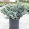 Genévrier écailleux - Juniperus Squamata Meyeri -Naturelle Boutique Juniperus squamata Meyeri 84123 1