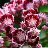 Kalmia Latifolia Bull's Eye - Laurier Des Montagnes Rouge Et Blanc 2 Kalmia Latifolia Bull's Eye - Laurier Des Montagnes Rouge Et Blanc -Naturelle Boutique Kalmia latifolia Bulls Eye 781981 1
