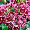 Kalmia Latifolia Heart's Desire - Laurier Des Montagnes Rouge Et Blanc -Naturelle Boutique Kalmia latifolia Hearts Desire 781986 1