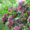Kalmia Latifolia Keepsake - Laurier Des Montagnes Rouge Et Blanc -Naturelle Boutique Kalmia latifolia Keepsake V 16673 1