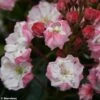 Kalmia Latifolia Madeline - Laurier Des Montagnes Double, Rose Pâle -Naturelle Boutique Kalmia latifolia Madeline 781982 1