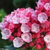 Kalmia Latifolia Olympic Fire - Laurier Des Montagnes Rose Vif Et Blanc -Naturelle Boutique Kalmia latifolia Olympic Fire 781983 1