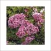 Kalmia Latifolia Otsbo Red - Laurier Des Montagnes Rouge Et Rose Vif. -Naturelle Boutique Kalmia latifolia Ostbo Red 83153 1