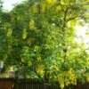Laburnum Watereri Vossii - Cytise Pluie D'or -Naturelle Boutique Laburnum watereri Vossii 781640 1
