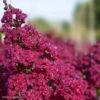 Lagerstroemia Braise D'Eté - Lilas Des Indes 1 Lagerstroemia Braise D'Eté - Lilas Des Indes -Naturelle Boutique Lagerstroemia Braise d Ete 84468 1
