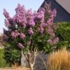 Lagerstroemia Lilac Grand Sud - Lilas Des Indes. 1 Lagerstroemia Lilac Grand Sud - Lilas Des Indes. -Naturelle Boutique Lagerstroemia Lilac Grand Sud 84469 1