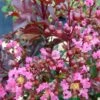 Lagerstroemia Indica Rhapsody In PINK - Lilas Des Indes -Naturelle Boutique Lagerstroemia Rhapsody in PINK 84942 1
