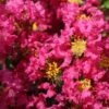 Lagerstroemia Indica Bergerac - Lilas Des Indes -Naturelle Boutique Lagerstroemia indica Bergerac 87452 1