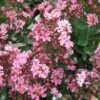 Lagerstroemia Indica Berlingot Menthe - Lilas Des Indes 2 Lagerstroemia Indica Berlingot Menthe - Lilas Des Indes -Naturelle Boutique Lagerstroemia indica Berlingot Menthe 83597 1