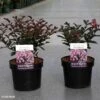 Lagerstroemia Indica Coral Magic - Lilas Des Indes -Naturelle Boutique Lagerstroemia indica Coral Magic 87394 1
