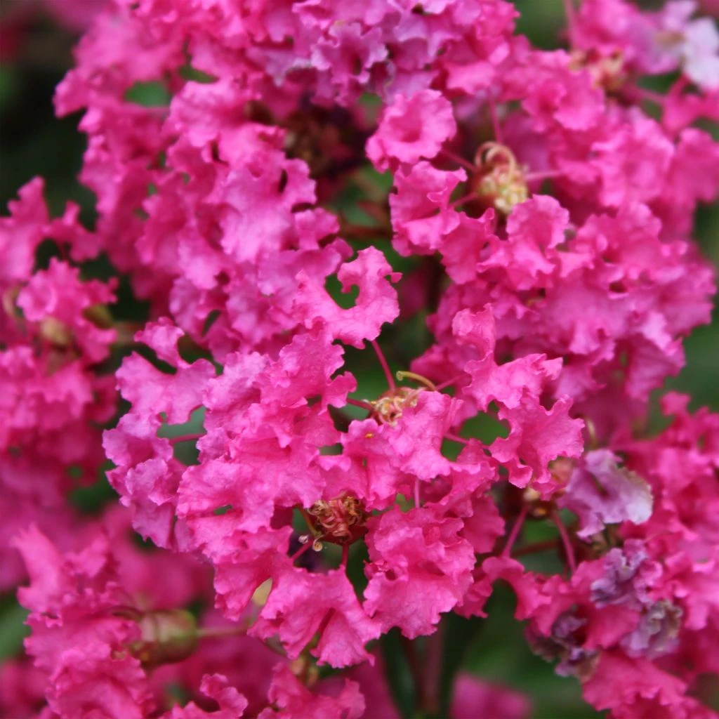 Lagerstroemia Indica Houston - Lilas Des Indes 3 Lagerstroemia Indica Houston - Lilas Des Indes