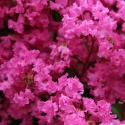 Lagerstroemia Indica La Mousson - Lilas Des Indes