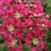 Lagerstroemia Indica Margaux - Lilas Des Indes -Naturelle Boutique Lagerstroemia indica Margaux 87457 1