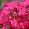 Lagerstroemia Indica Mon Panache - Lilas Des Indes -Naturelle Boutique Lagerstroemia indica Mon Panache 87459 1