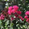 Lagerstroemia Indica Pink Velours - Lilas Des Indes 1 Lagerstroemia Indica Pink Velours - Lilas Des Indes -Naturelle Boutique Lagerstroemia indica Pink Velours ld JimthePhotographer 781735 1