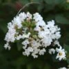 Lagerstroemia Indica Pixie White - Lilas Des Indes -Naturelle Boutique Lagerstroemia indica Pixie White ld Jim the Photographer 781737 1