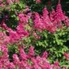 Lagerstroemia Indica Rose Fuchsia - Lilas Des Indes 1 Lagerstroemia Indica Rose Fuchsia - Lilas Des Indes -Naturelle Boutique Lagerstroemia indica Rose Fuchsia 87443 1