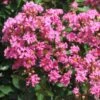 Lagerstroemia Indica Rose Indien - Lilas Des Indes -Naturelle Boutique Lagerstroemia indica Rose Indien 87444 1