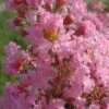 Lagerstroemia Indica Rose Thé - Lilas Des Indes -Naturelle Boutique Lagerstroemia indica Rose The 87445 1