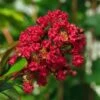 Lagerstroemia Indica Rouge Nain - Lilas Des Indes -Naturelle Boutique Lagerstroemia indica Rouge Nain 87446 1