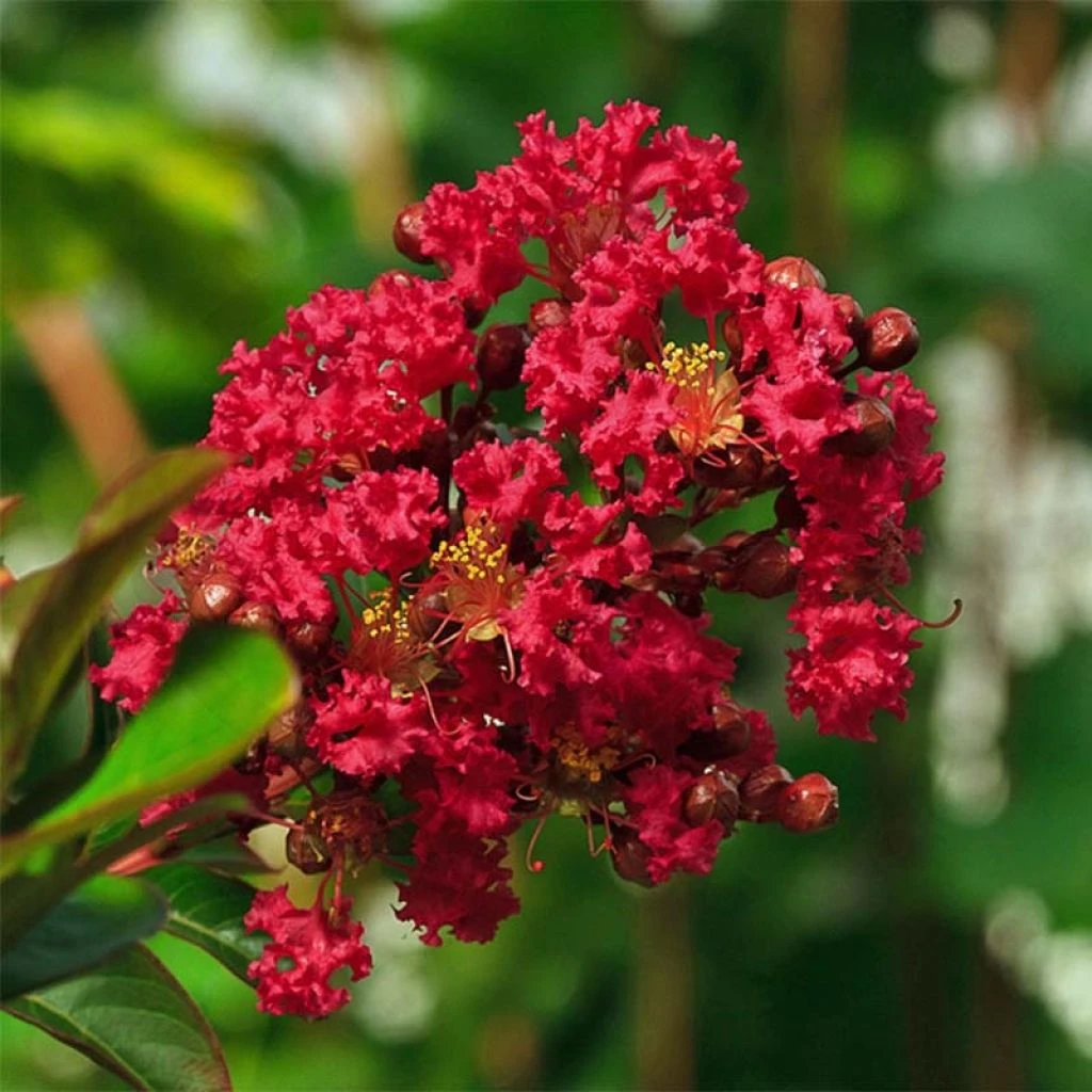 Lagerstroemia Indica Rouge Nain - Lilas Des Indes 3 Lagerstroemia Indica Rouge Nain - Lilas Des Indes