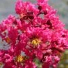 Lagerstroemia Indica Saint Emilion - Lilas Des Indes 2 Lagerstroemia Indica Saint Emilion - Lilas Des Indes -Naturelle Boutique Lagerstroemia indica Saint Emilion 87460 1