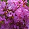Lagerstroemia Indica Souvenir D'Hubert Puard - Lilas Des Indes -Naturelle Boutique Lagerstroemia indica Souvenir d Hubert Puard 87463 1